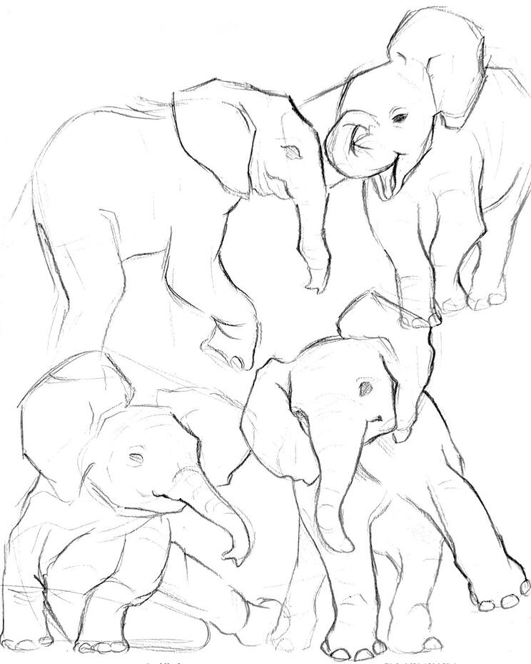 Elephant Sketches