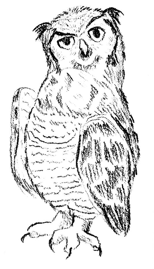Owl Sketch